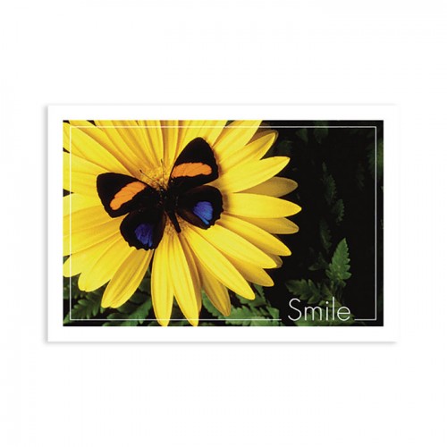 Butterfly Smile Postcard - 250/pk
